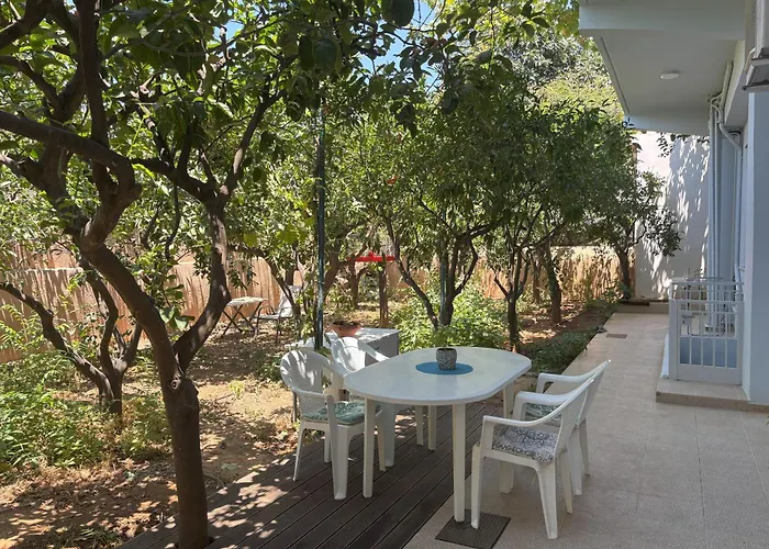 Orange Tree