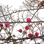 House Beside Lemon Tree