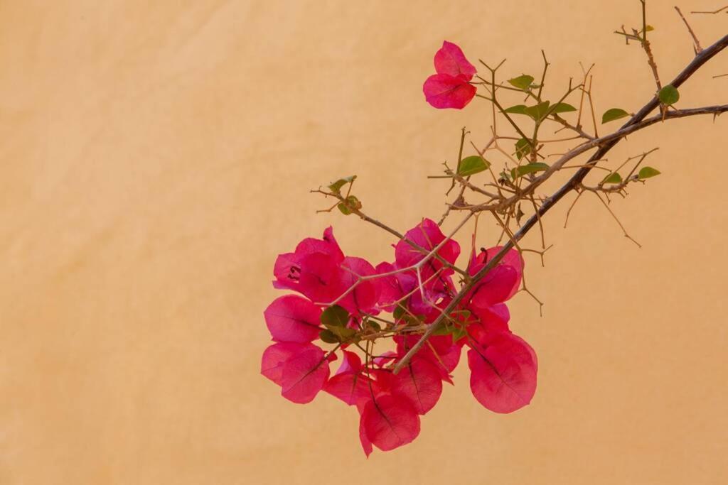 History And Charm * Chania (Crete)