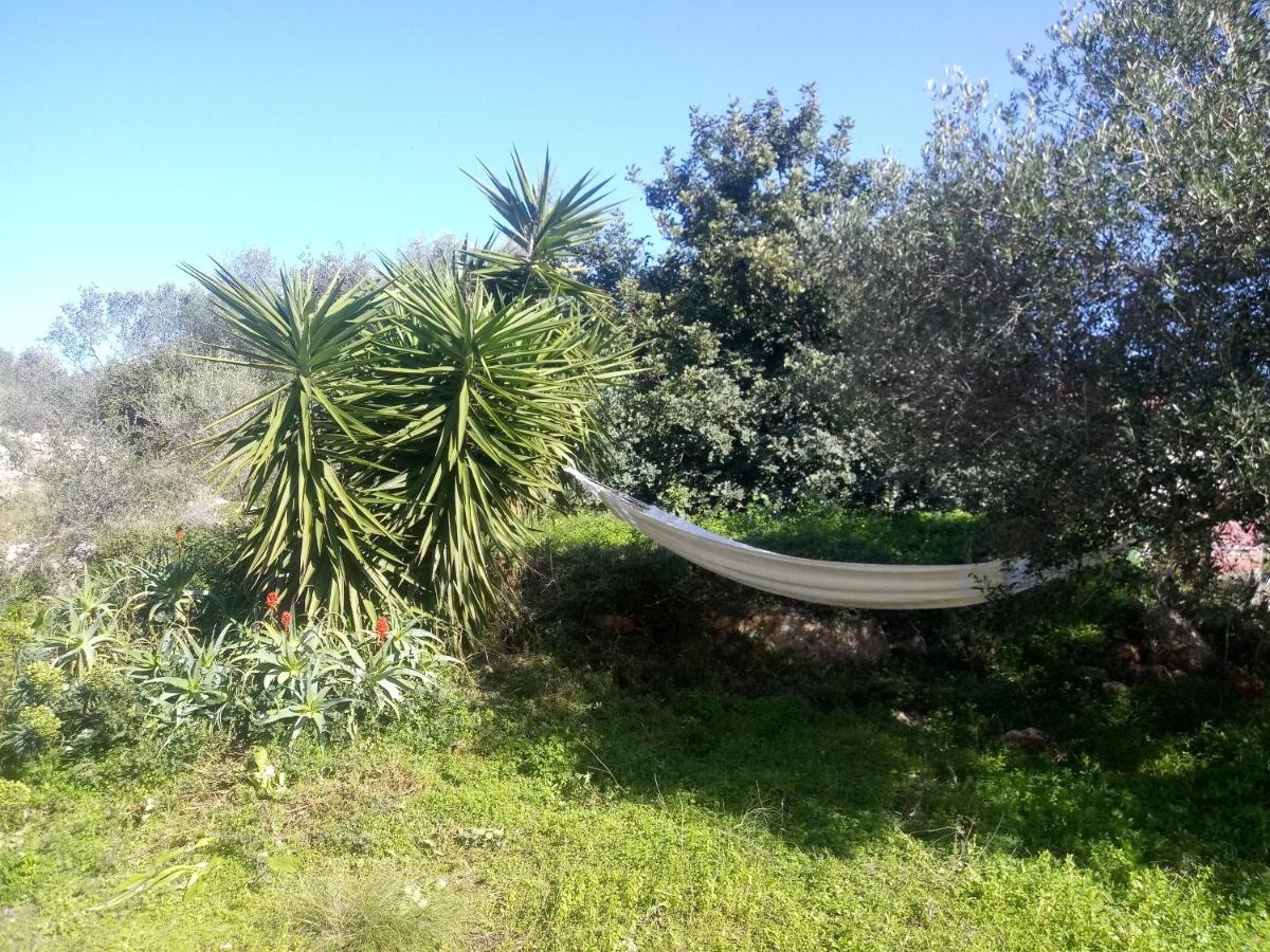 Manolo S Olive Farm, With Seaview