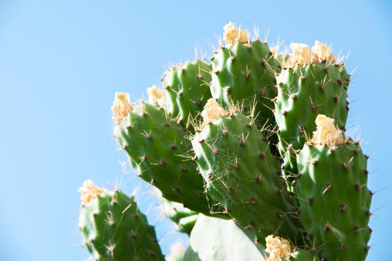 Appartement The Prickly Pear Chania (Crete)