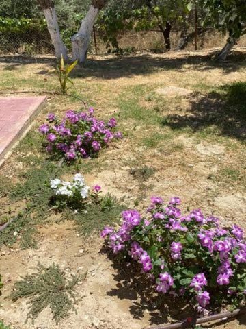 Mioara's * Chania (Crete)