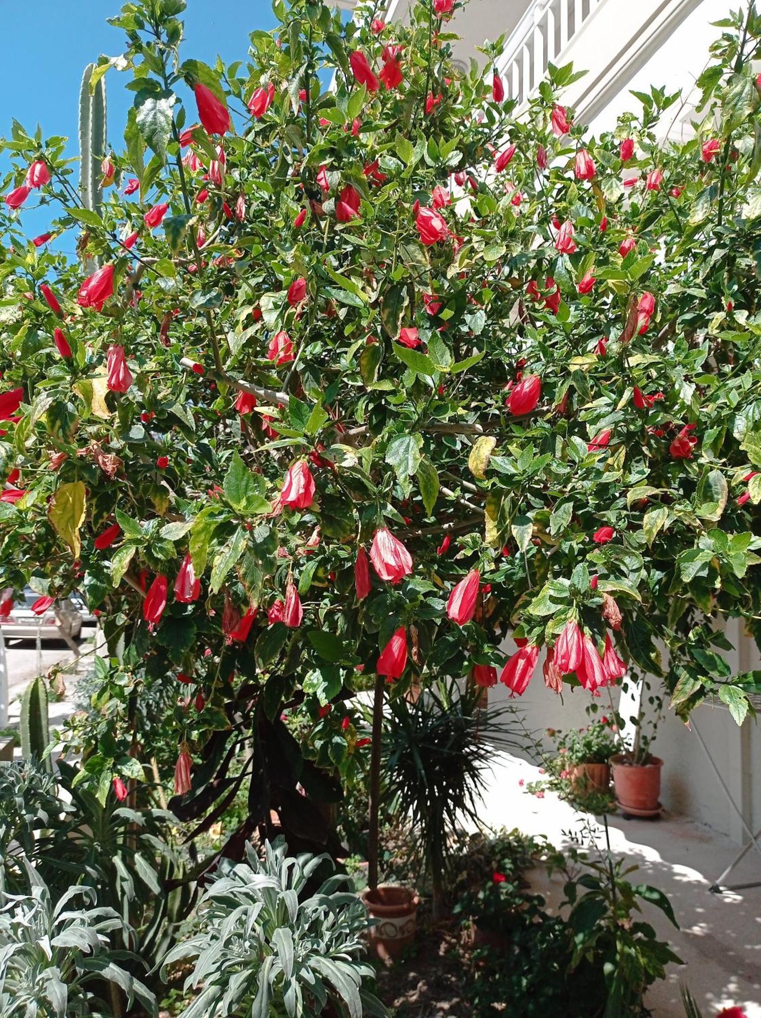 Apartment Tasos Seagull Chania (Crete)