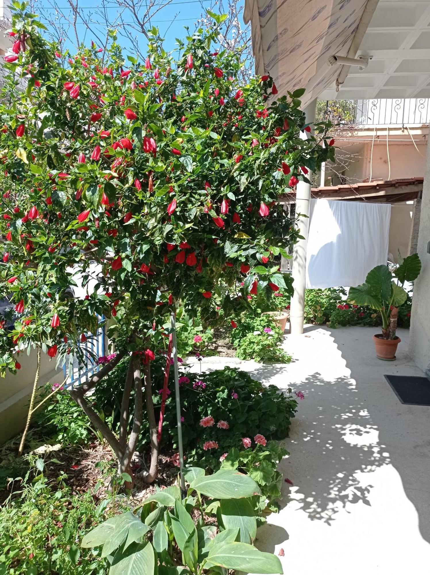 Appartement Tasos Seagull