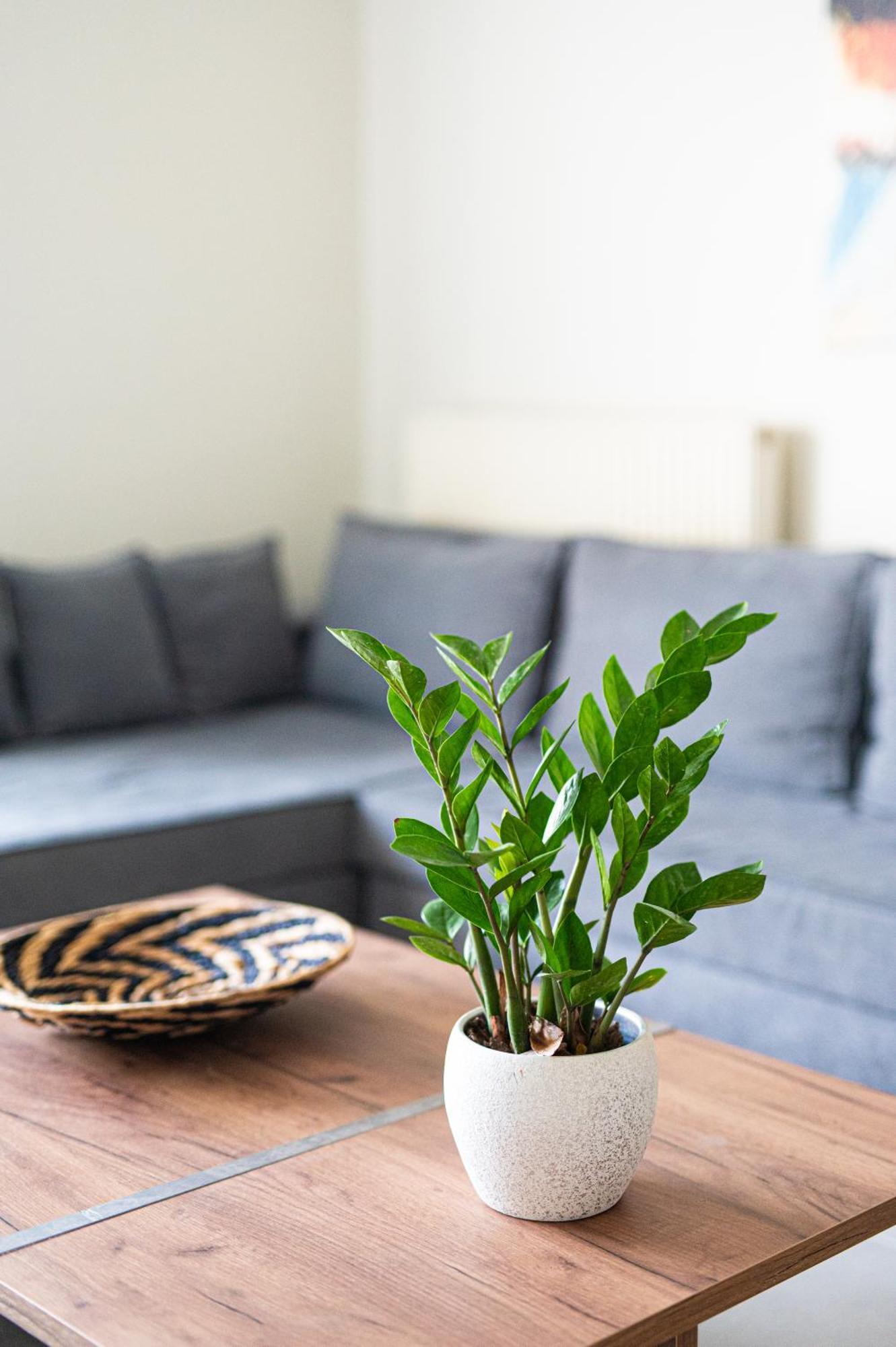 Apartment Callista Living Chania (Crete)