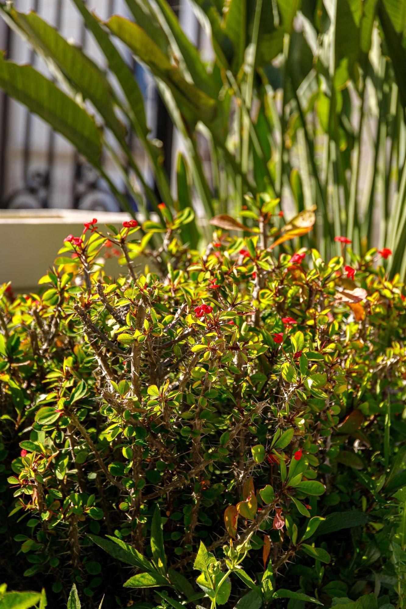 Creta Elena Aparthotel