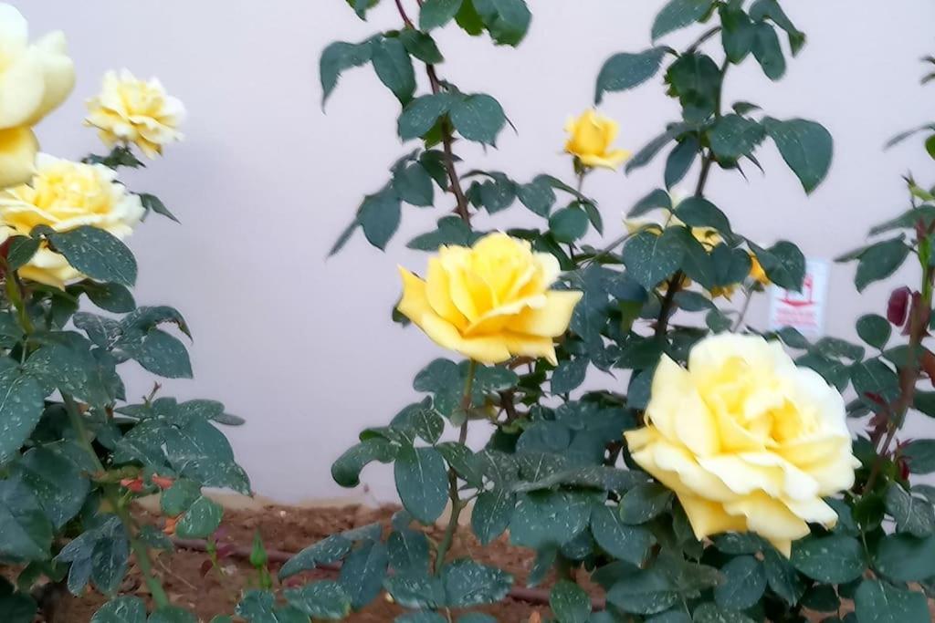 Astrinos Simple Cozy Comfortable Close To The Apartment Chania (Crete)