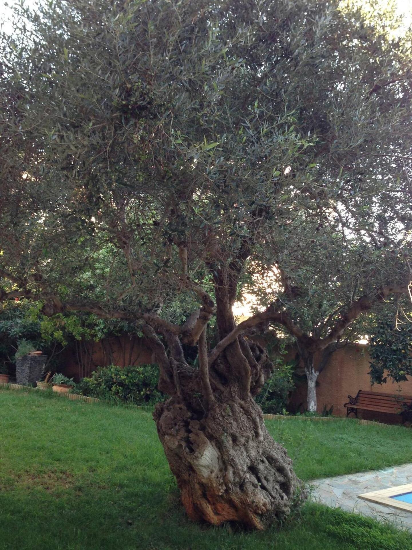 Olivo Kampani Villa Chania (Crete)