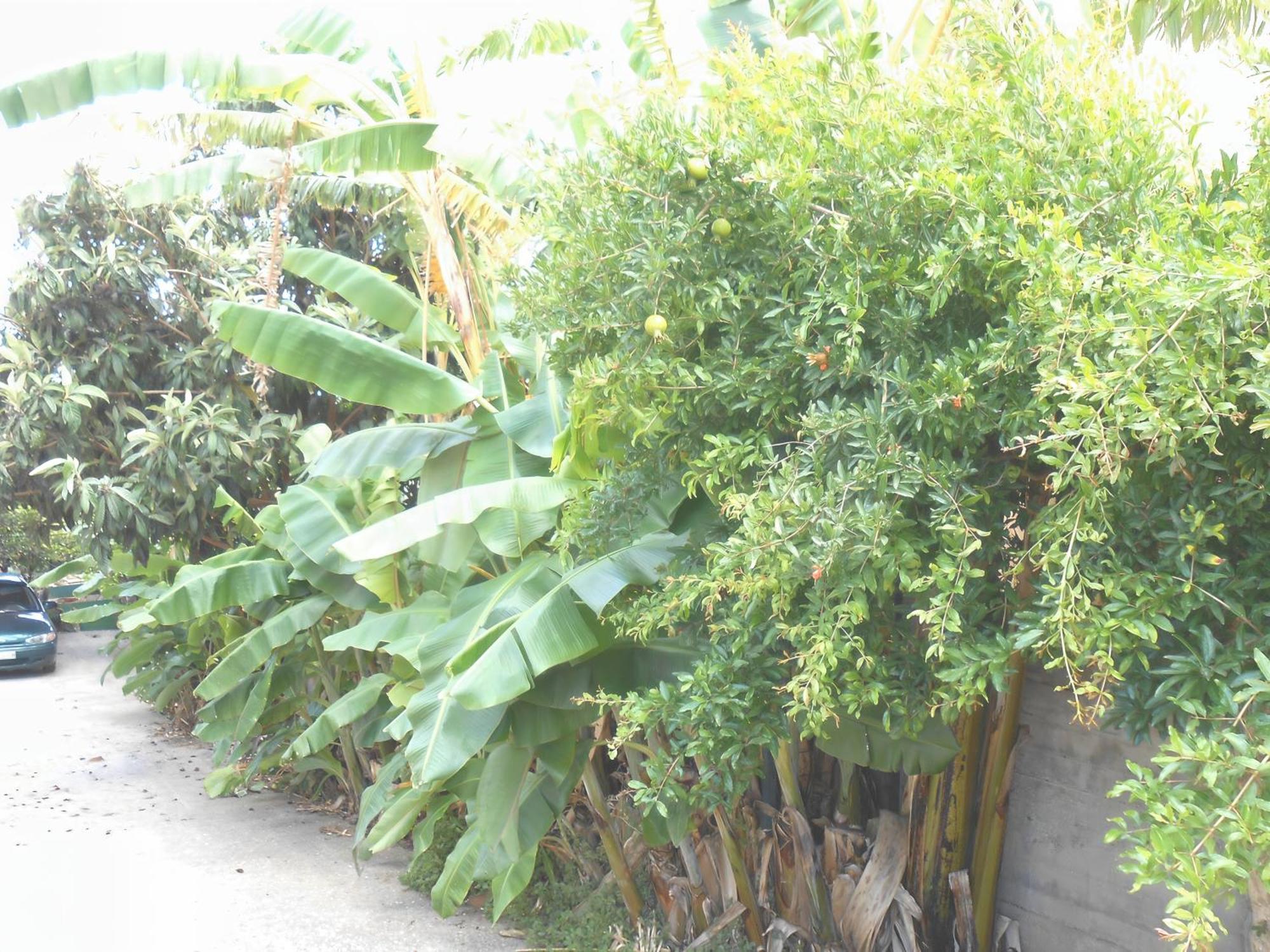 Apartment Banana Leaves Flat Chania (Crete)