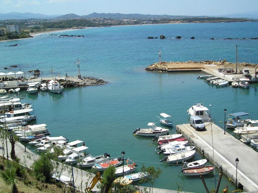Arocaria Chania (Crete)