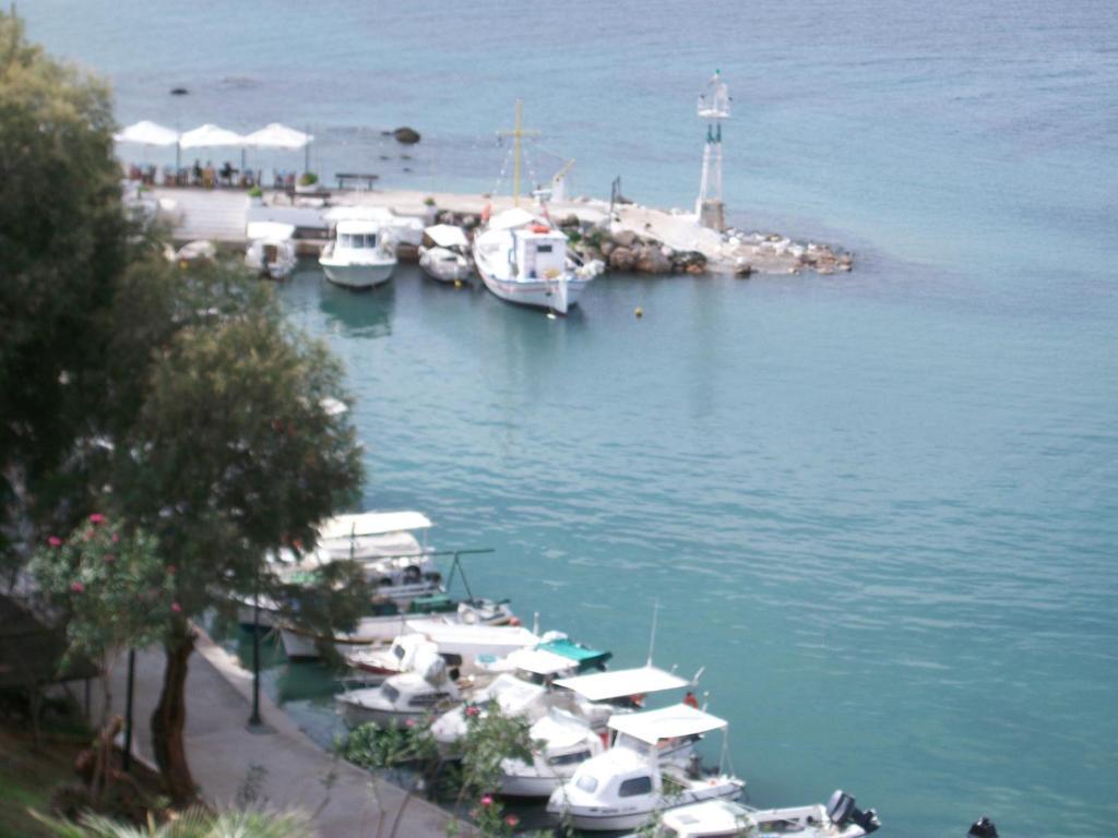 Arocaria Chania (Crete)