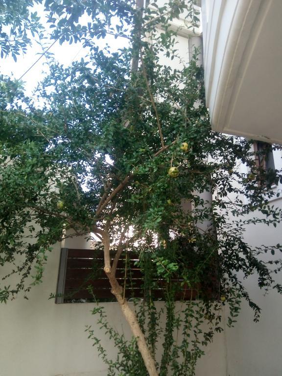 Apartment Milena House Chania (Crete)