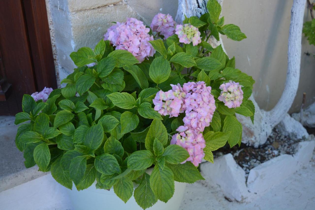 Sergios * Chrissi Akti Chania