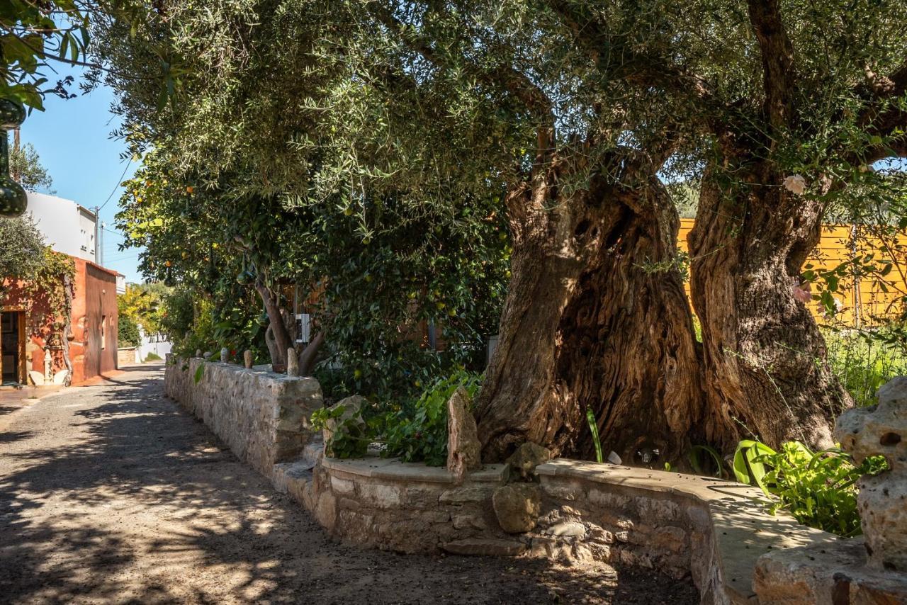 Avocado Fivos Villa Chania (Crete)