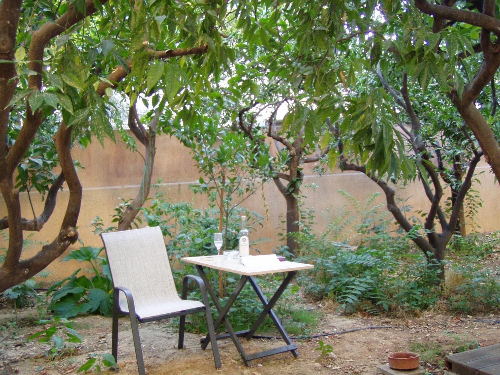 Orange Tree