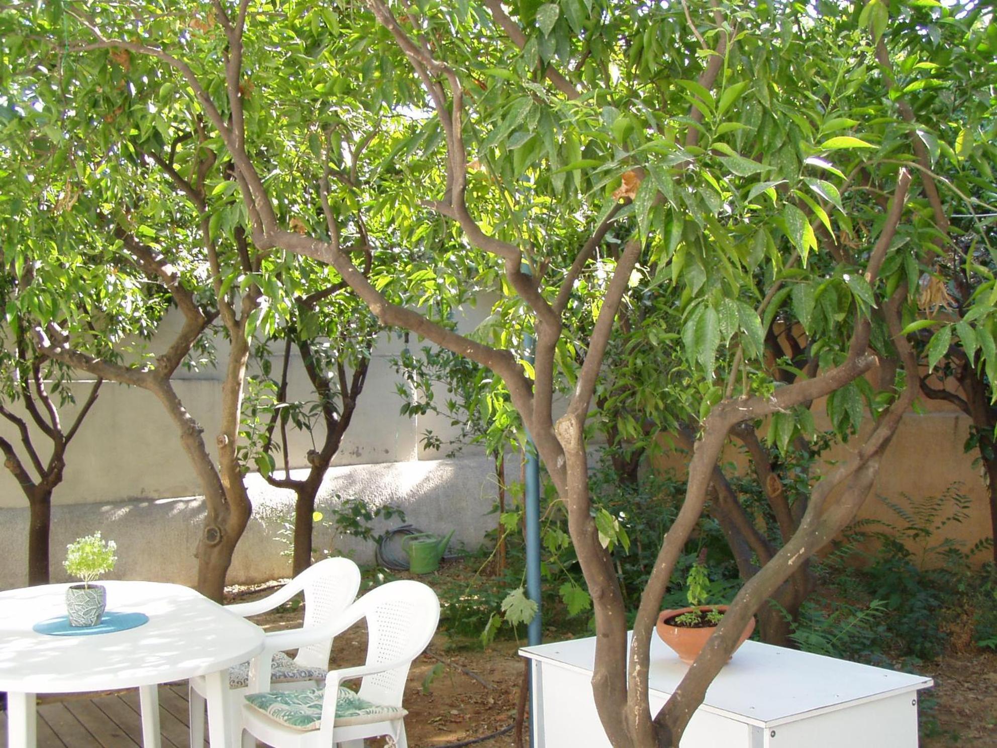 Orange Tree Apartment Chania (Crete)