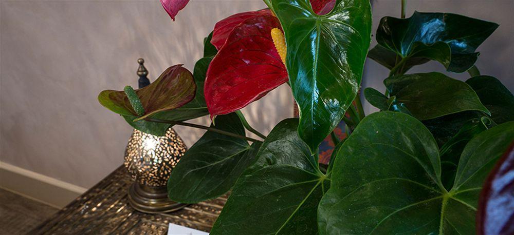 Guest house La Maison Ottomane